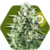 Super Silver Haze Auto (Zambeza Seeds) Cannabis Seeds