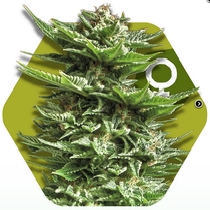 Super Silver Haze (Zambeza Seeds) Cannabis Seeds