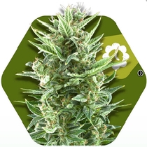 Vanilla Ice Auto (Zambeza Seeds) Cannabis Seeds