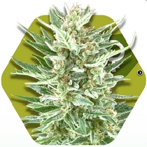 Vanilla Ice (Zambeza Seeds) Cannabis Seeds