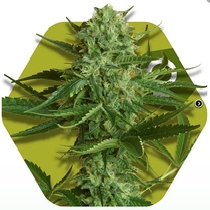 White Widow Haze (Zambeza Seeds) Cannabis Seeds