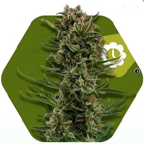 White Widow XL Auto (Zambeza Seeds) Cannabis Seeds