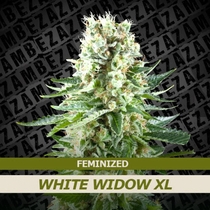 White Widow XL (Zambeza Seeds) Cannabis Seeds