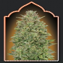00 Skunk (00 Seeds) Cannabis Seeds