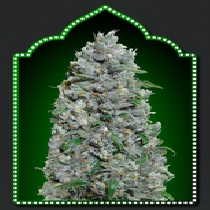 Auto Afghan Mass XXL (00 Seeds) Cannabis Seeds
