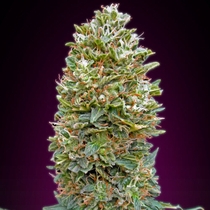 Auto Bubble Gum (00 Seeds) Cannabis Seeds