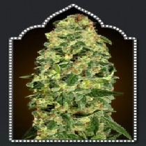 Auto California Kush (00 Seeds) Cannabis Seeds