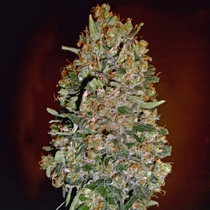 Auto Fem Collection #1 (00 Seeds) Cannabis Seeds