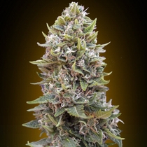Auto Cheese Berry (00 Seeds) Cannabis Seeds