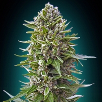 Auto Northern Lights (00 Seeds) Cannabis Seeds
