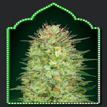 Auto Sweet Critical (00 Seeds) Cannabis Seeds