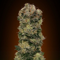 Auto Sweet Soma (00 Seeds) Cannabis Seeds