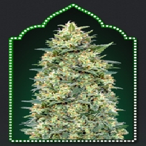Auto White Widow (00 Seeds) Cannabis Seeds