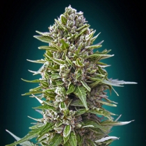 Auto Fem Collection #2 (00 Seeds) Cannabis Seeds