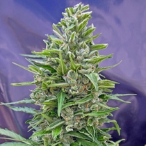 Auto Mix (00 Seeds) Cannabis Seeds
