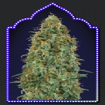 Blueberry (00 Seeds) Cannabis Seeds