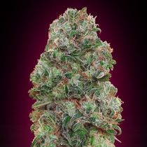Bubble Gum (00 Seeds) Cannabis Seeds