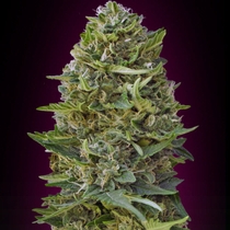 Caramel Kush (00 Seeds) Cannabis Seeds