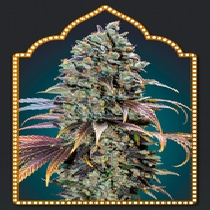 Chocolate Cream (00 Seeds) Cannabis Seeds