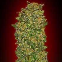 Chocolate Kush (00 Seeds) Cannabis Seeds