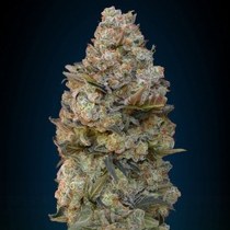 Chocolate Skunk (00 Seeds) Cannabis Seeds