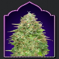 Critical Poison Fast V (00 Seeds) Cannabis Seeds