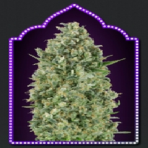 Critical Poison (00 Seeds) Cannabis Seeds