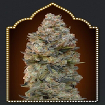 Female Collection #1 (00 Seeds) Cannabis Seeds