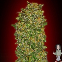 Female Collection #2 (00 Seeds) Cannabis Seeds
