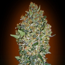Cheese Berry (00 Seeds) Cannabis Seeds