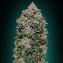 Northern Lights (00 Seeds) Cannabis Seeds
