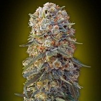 Sweet Critical (00 Seeds) Cannabis Seeds