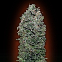 Sweet Soma (00 Seeds) Cannabis Seeds