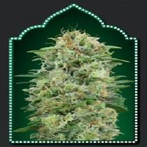 White Widow CBD (00 Seeds) Cannabis Seeds