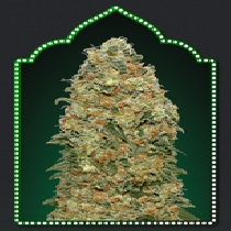 White Widow (00 Seeds) Cannabis Seeds