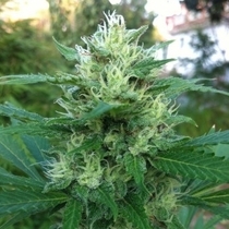 710 Gum (710 Genetics Seeds) Cannabis Seeds
