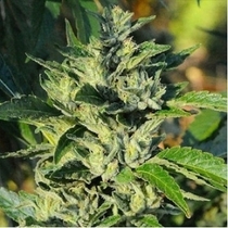 710 OG (710 Genetics Seeds) Cannabis Seeds