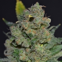 710 Stilton (710 Genetics Seeds) Cannabis Seeds