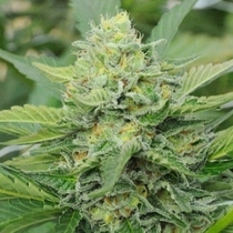 Carnage (710 Genetics Seeds) Cannabis Seeds