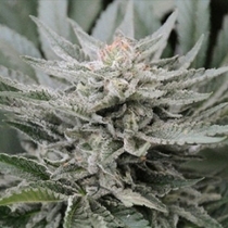 Coastal OG (710 Genetics Seeds) Cannabis Seeds