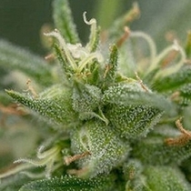 Fools Gold (710 Genetics Seeds) Cannabis Seeds