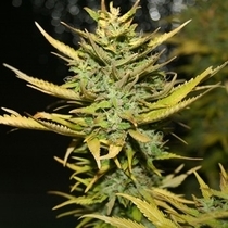 G13 Hashplant (710 Genetics Seeds) Cannabis Seeds