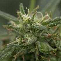 High Priority (710 Genetics Seeds) Cannabis Seeds