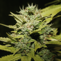 Lemon and Lime (710 Genetics) Cannabis Seeds