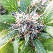 Lemon Candy (710 Genetics) Cannabis Seeds