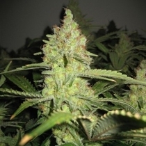 Lemon Pineapple (710 Genetics) Cannabis Seeds