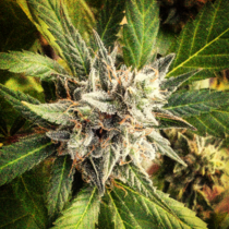 Lemonheads (710 Genetics) Cannabis Seeds