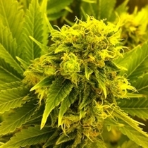 Leonarda (710 Genetics) Cannabis Seeds