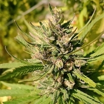 Majestic Lemon (710 Genetics) Cannabis Seeds