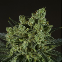 Old White Widow (710 Genetics Seeds) Cannabis Seeds